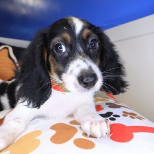 Chacho Dachshund 01 Chacho Dachshund 01