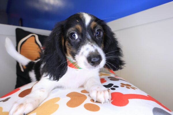 Chacho Dachshund 01
