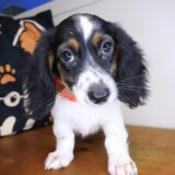 Chacho Dachshund 02