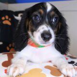 Chacho Dachshund 03
