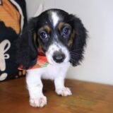 Chacho Dachshund 04