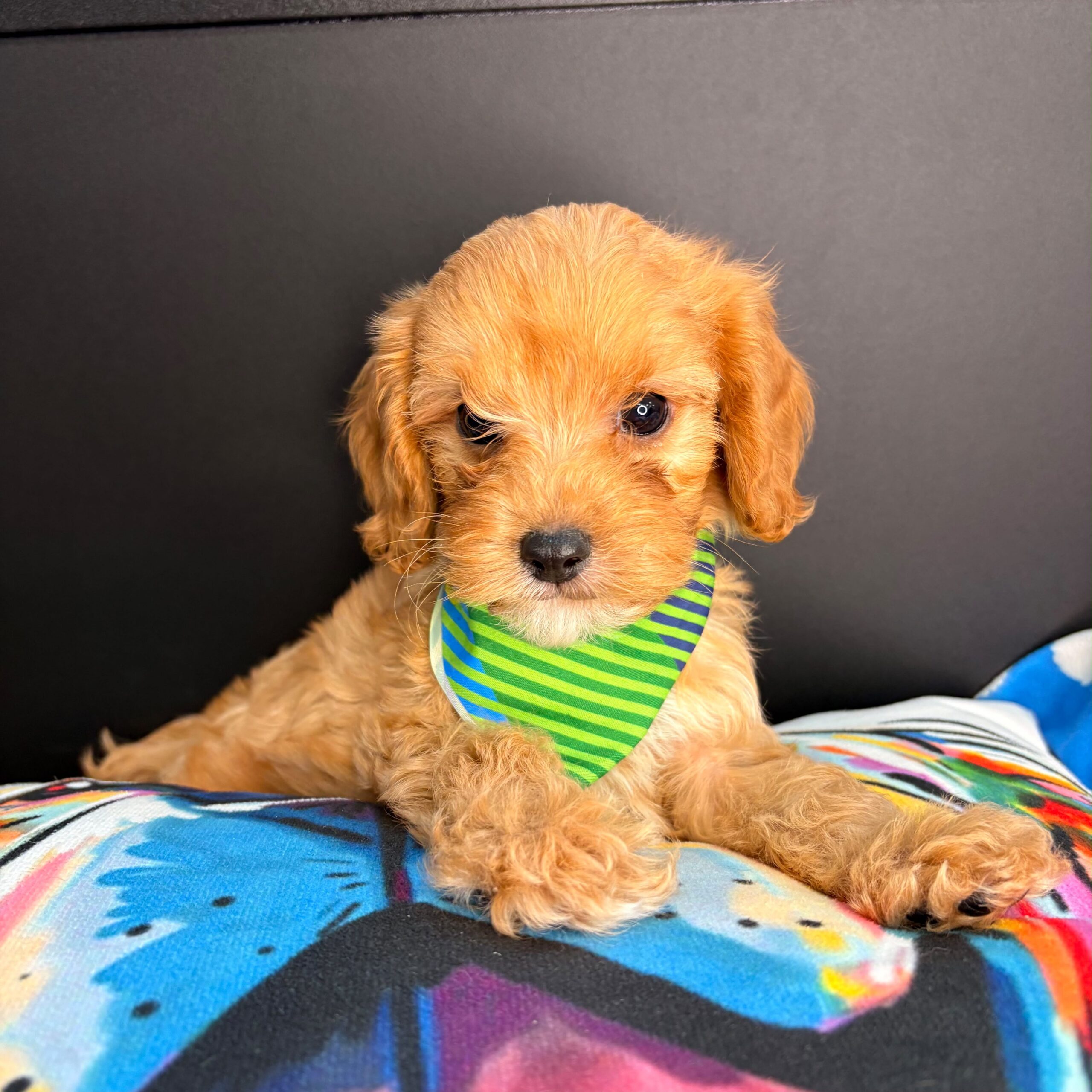 Chappie Cavapoo 01 Chappie Cavapoo 01