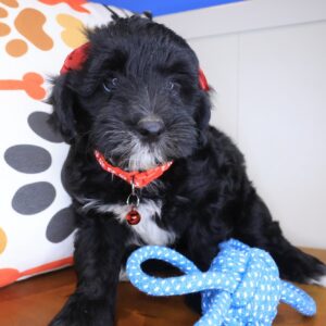 Dallas Bernedoodle 01 Dallas Bernedoodle 01