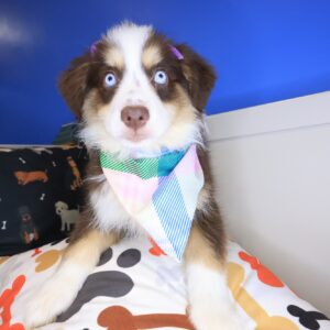Dee Australian Shepherd 01 Dee Australian Shepherd 01
