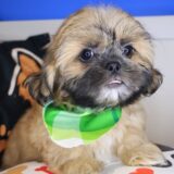 Dodger Shih Tzu 03