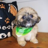 Dodger Shih Tzu 04