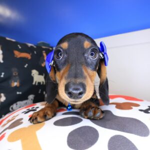 Dot Dachshund 01 Dot Dachshund 01