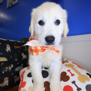 Dusty Golden Retriever 01