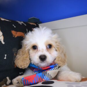 Dwayne Cavapoo 01