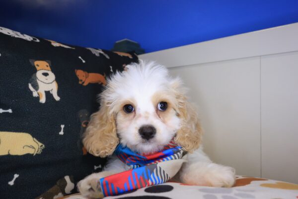 Dwayne Cavapoo 01