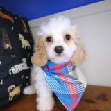 Dwayne Cavapoo 02
