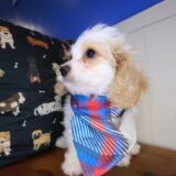 Dwayne Cavapoo 03