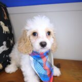 Dwayne Cavapoo 04