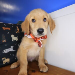 Dwayne Golden Retriever 01 Dwayne Golden Retriever 01