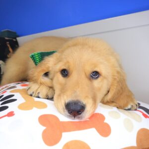 Egan Golden Retriever 01 Egan Golden Retriever 01