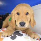 Egan Golden Retriever 02