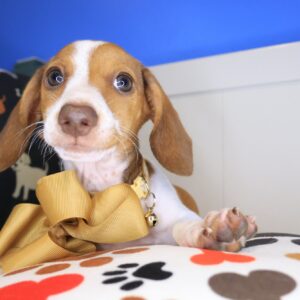 Evy Dachshund 01 Evy Dachshund 01