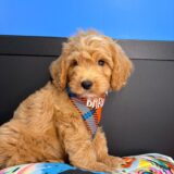 Flash Cavapoo 02