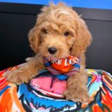 Flash Cavapoo 03
