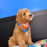 Flash Cavapoo 04