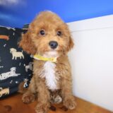 Flynn Maltipoo 01