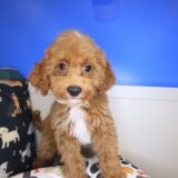 Flynn Maltipoo 03