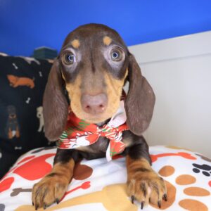 Gatsby Dachshund 01 Gatsby Dachshund 01