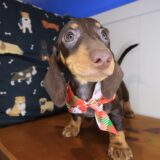 Gatsby Dachshund 02