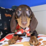 Gatsby Dachshund 03