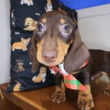 Gatsby Dachshund 04
