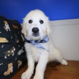 Glacier Golden Retriever 01