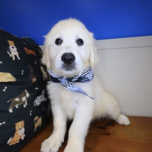 Glacier Golden Retriever 01