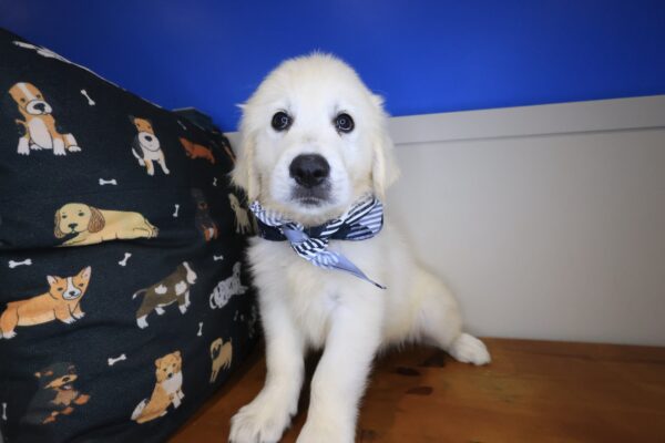 Glacier Golden Retriever 01