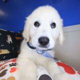 Glacier Golden Retriever 02