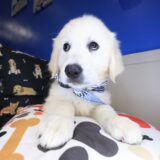 Glacier Golden Retriever 04