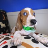 Heku Dachshund 01
