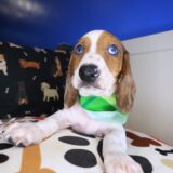 Heku Dachshund 02