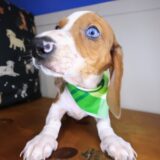Heku Dachshund 03