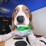 Heku Dachshund 04