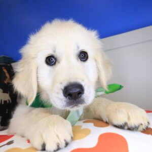 Hiccup Golden Retriever 01 Hiccup Golden Retriever 01