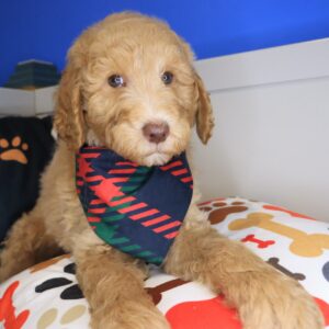 Jock Goldendoodle 01 Jock Goldendoodle 01