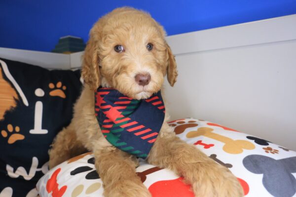 Jock Goldendoodle 01