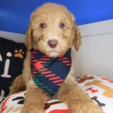 Jock Goldendoodle 02
