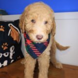 Jock Goldendoodle 04