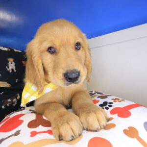 Johann Golden Retriever 01 Johann Golden Retriever 01