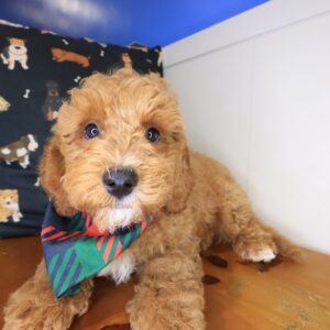Karma Goldendoodle 01
