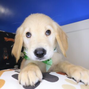 Kerberos Golden Retriever 01