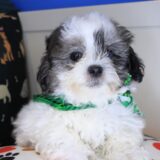 Knight Shihpoo 01