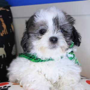 Knight Shihpoo 01 Knight Shihpoo 01