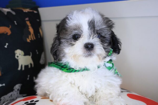 Knight Shihpoo 01